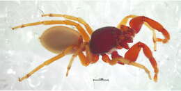 Image of palpimanid spiders