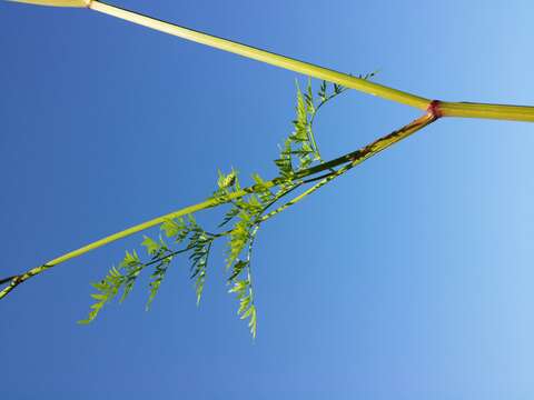 Imagem de Peucedanum palustre