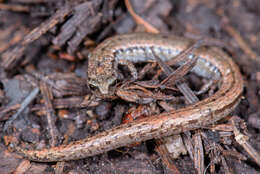 Image of California Slender Salamander