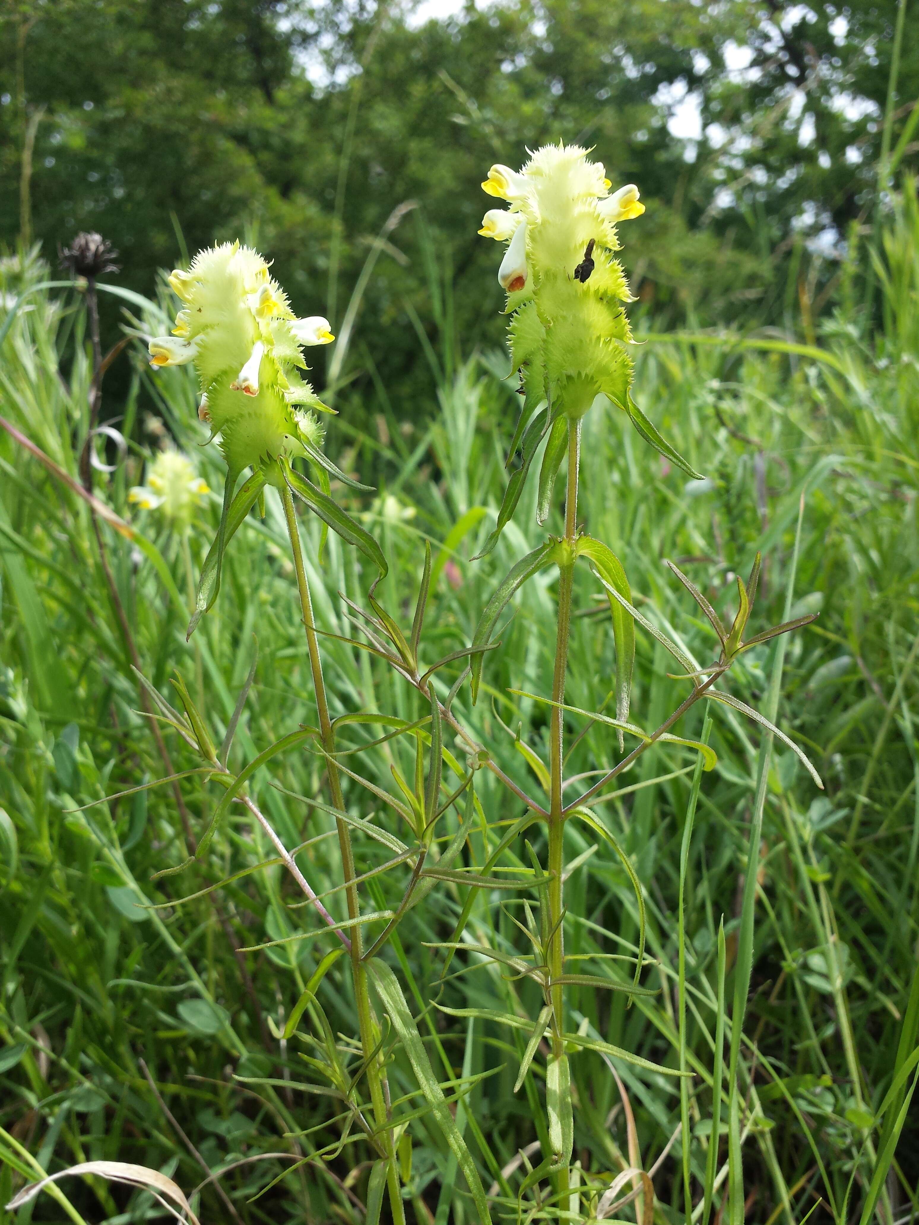 Image of Crested Cow-wheat