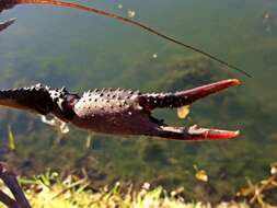 Image of Procambarus clarkii