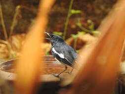 Image of Oriental Magpie Robin