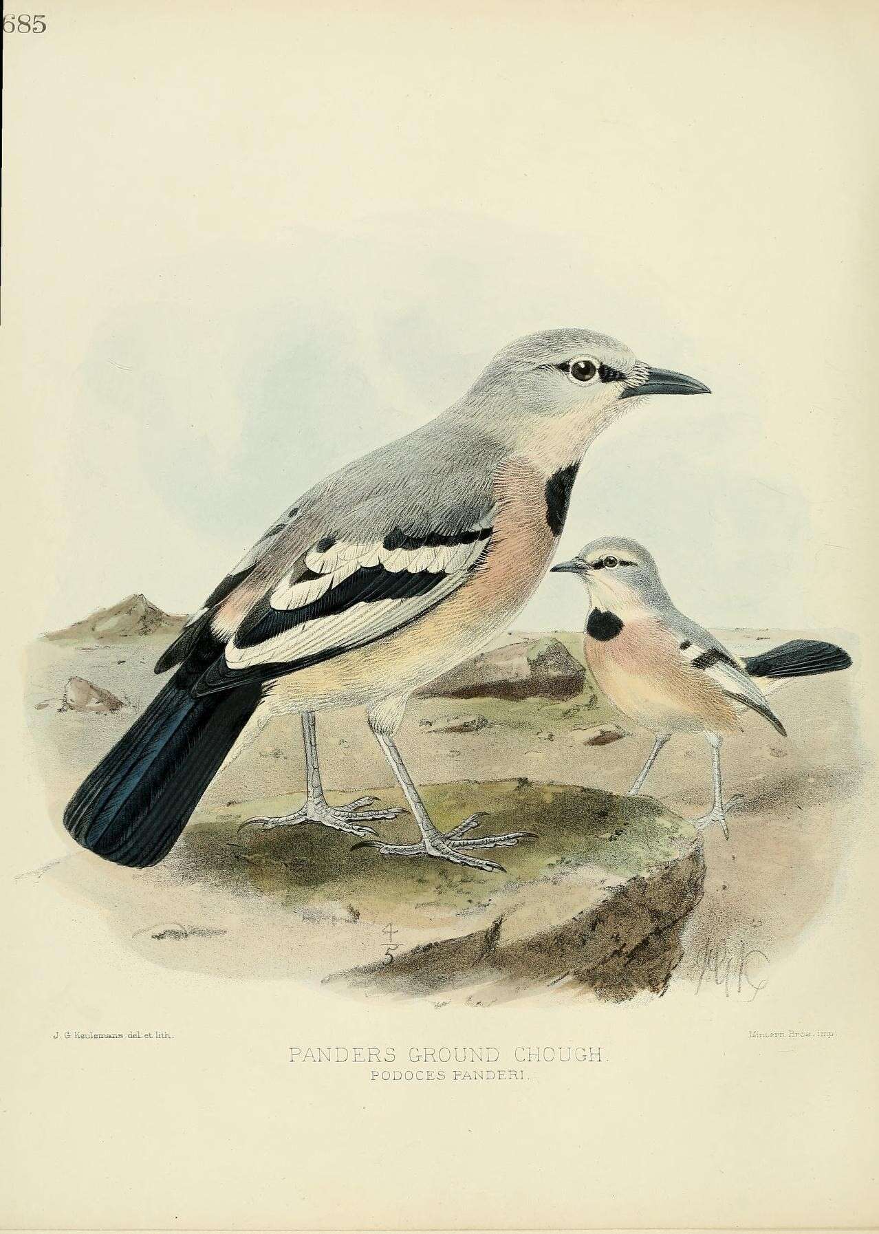 Image of Pander's Ground Jay