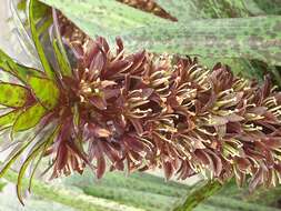 Image of Eucomis vandermerwei I. Verd.