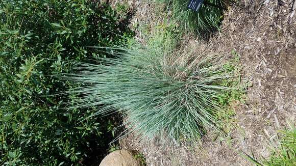 Imagem de Schizachyrium scoparium (Michx.) Nash