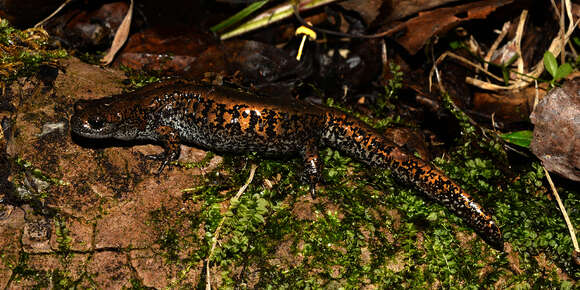 Image of Dybowski's Salamander