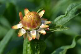 Image of bracted strawflower