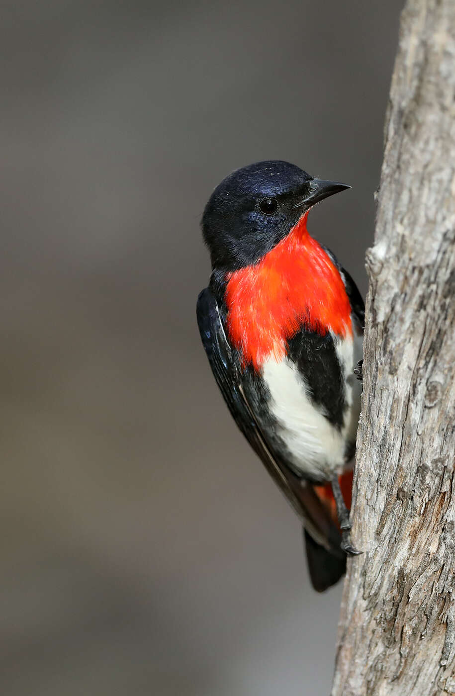 Image of Mistletoebird