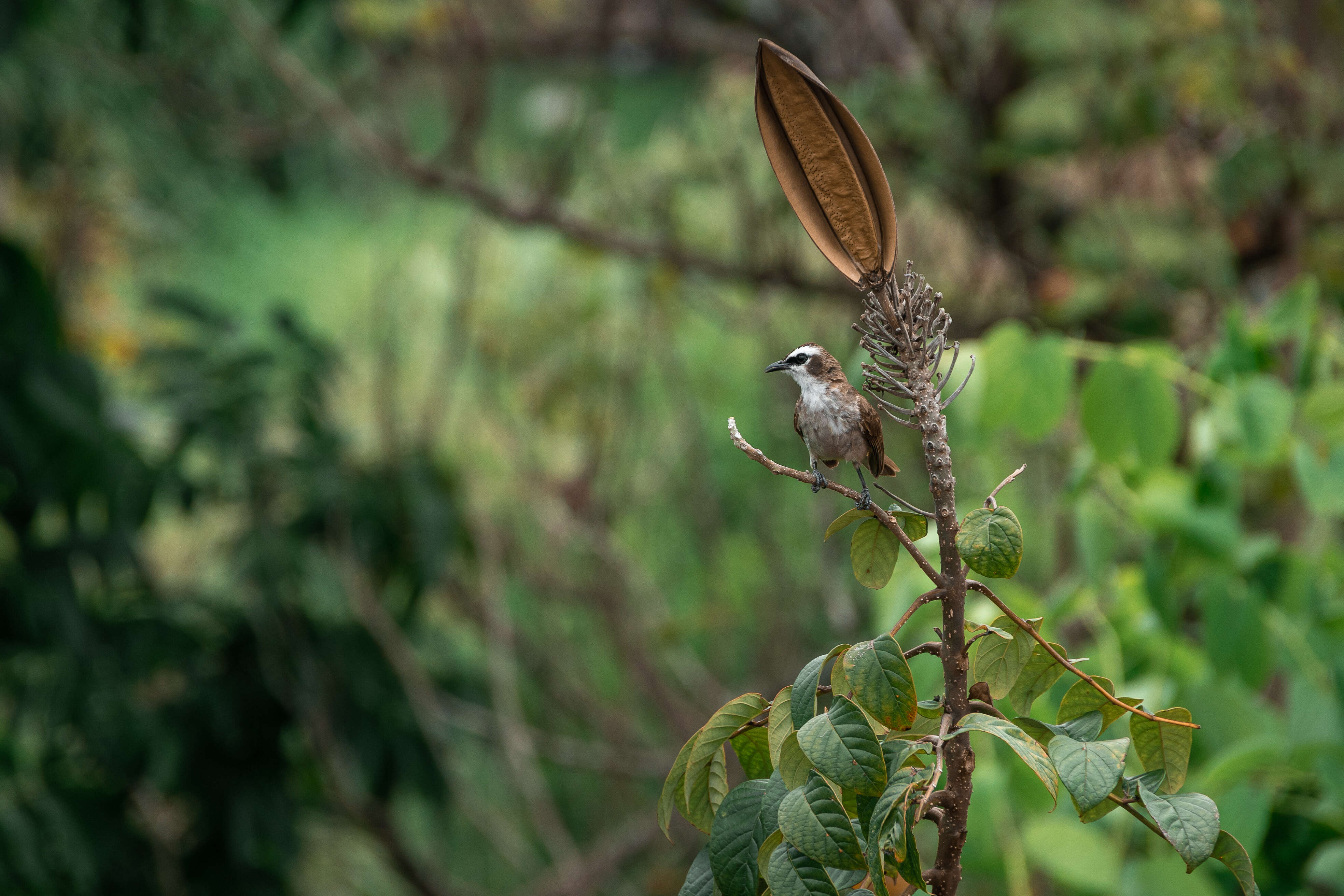 Image of Yellow-vented Bulbul