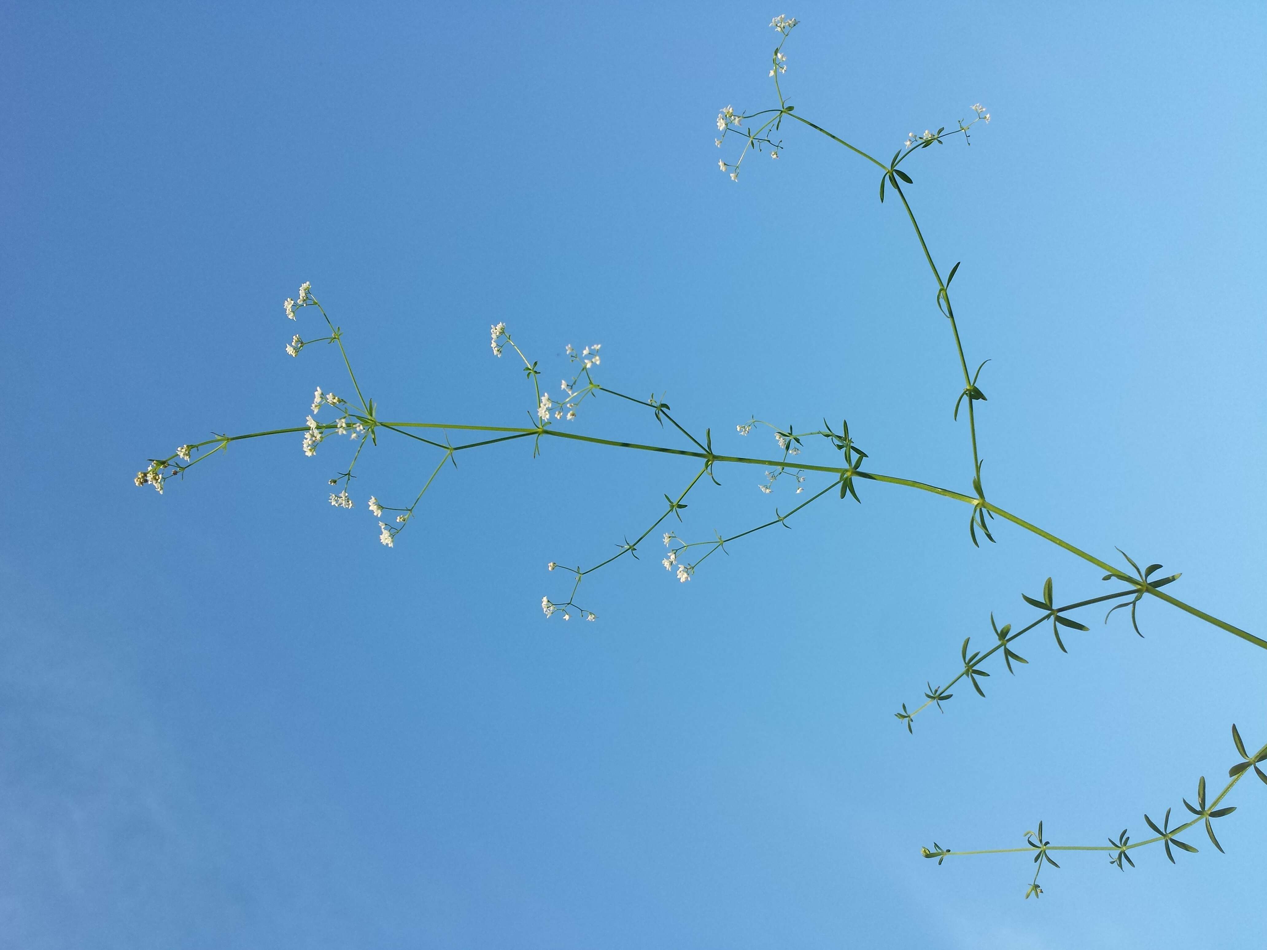 Imagem de Galium palustre L.