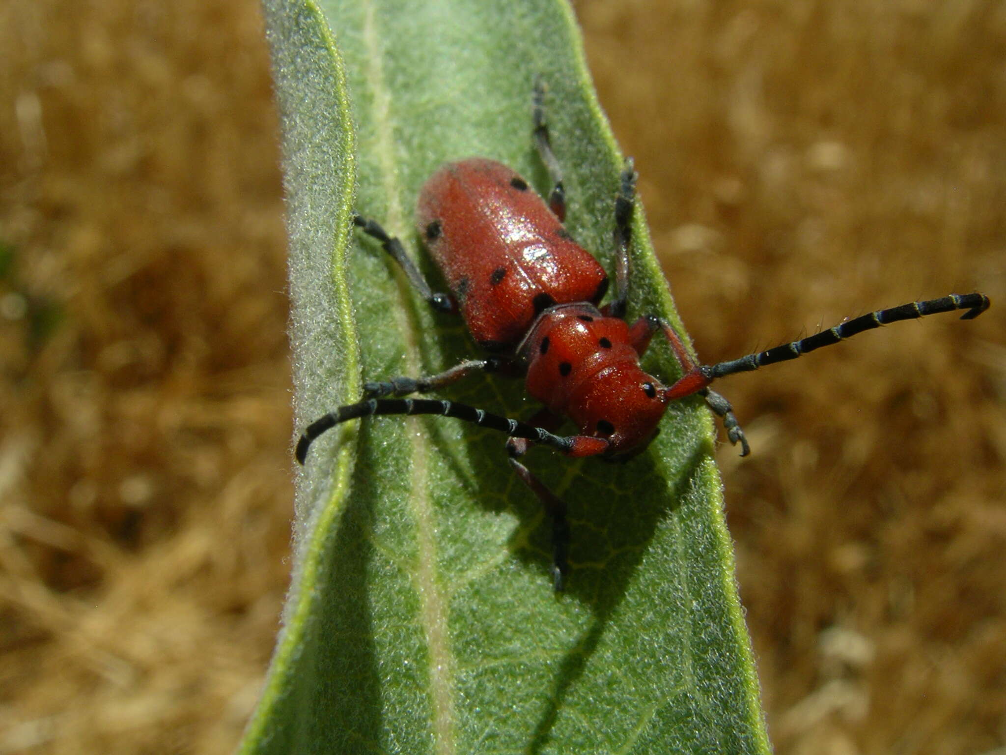 Image of Milkweed Longhorns