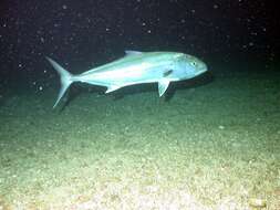 Image of Allied Kingfish