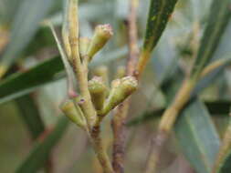 Image of Eucalyptus approximans Maiden