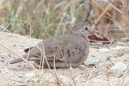 Image of Common Ground Dove