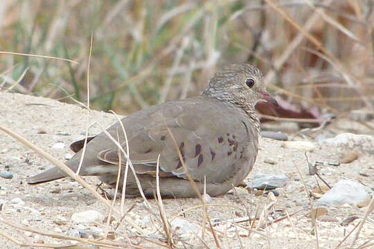 Image of Common Ground Dove