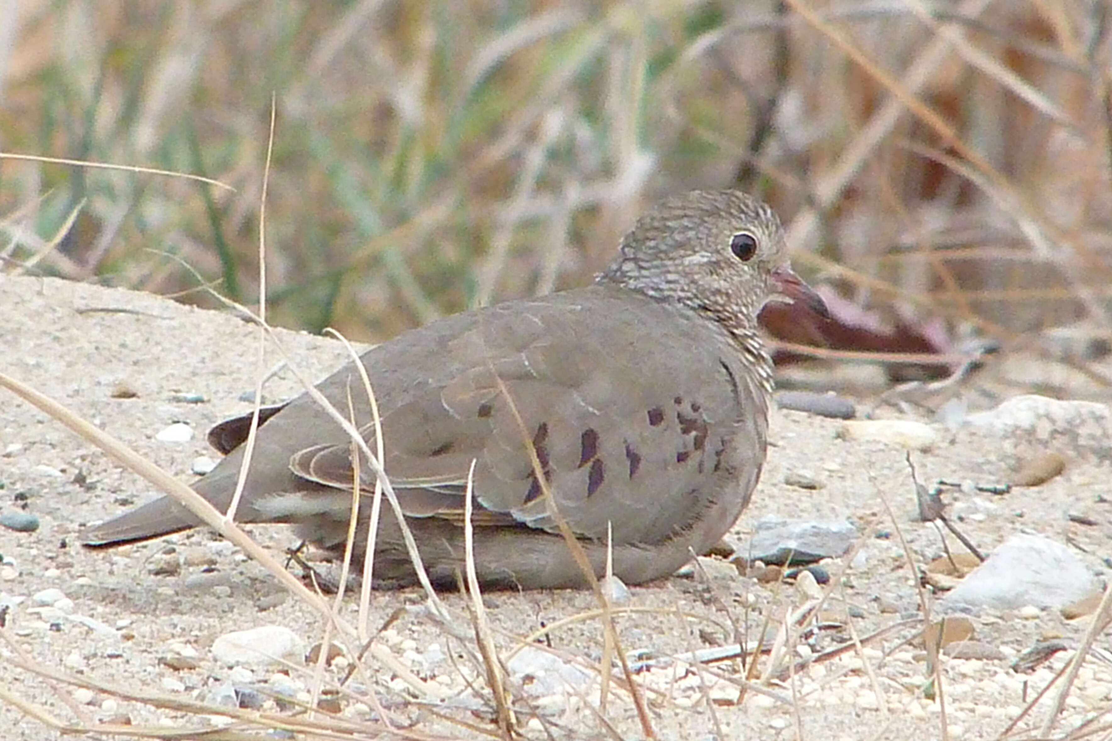 Image of Common Ground Dove