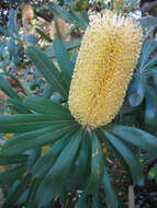 Imagem de Banksia integrifolia L. fil.