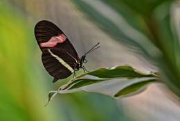 Image of Crimson Patched Longwing