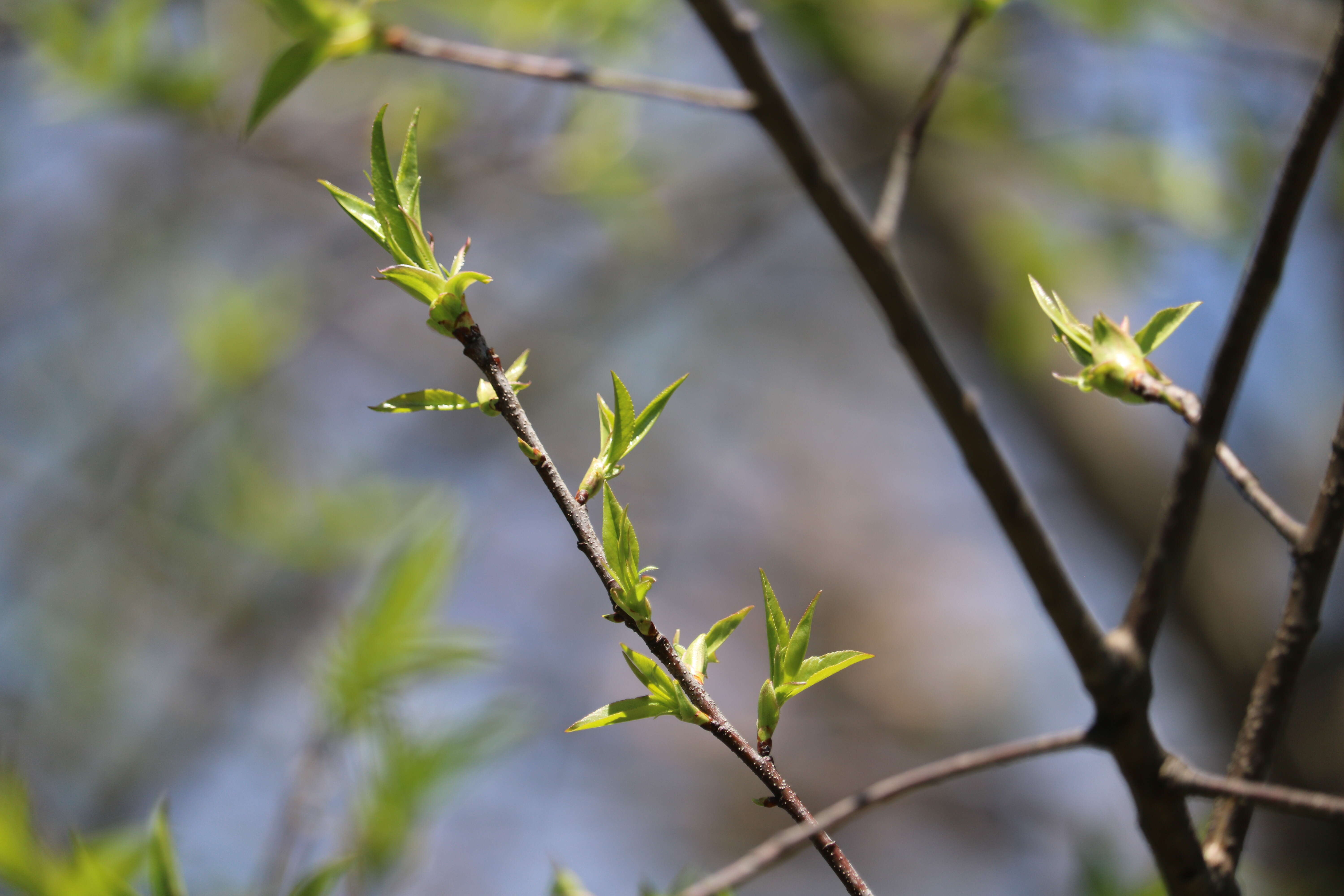 Image of black cherry