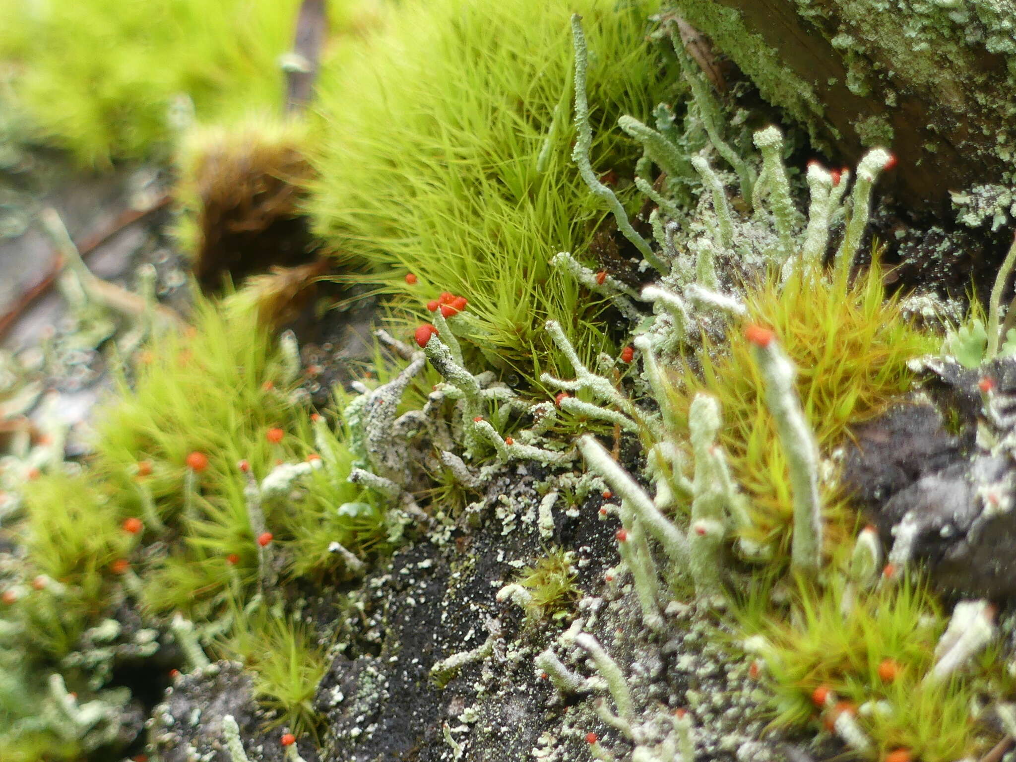 Image of Cladonia macilenta