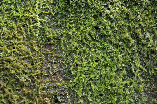 Image of Fuscocephaloziopsis catenulata (Huebener) Vána & L. Söderstr.