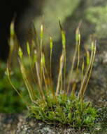 Image of tortula moss