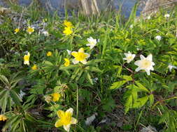 Image of European thimbleweed