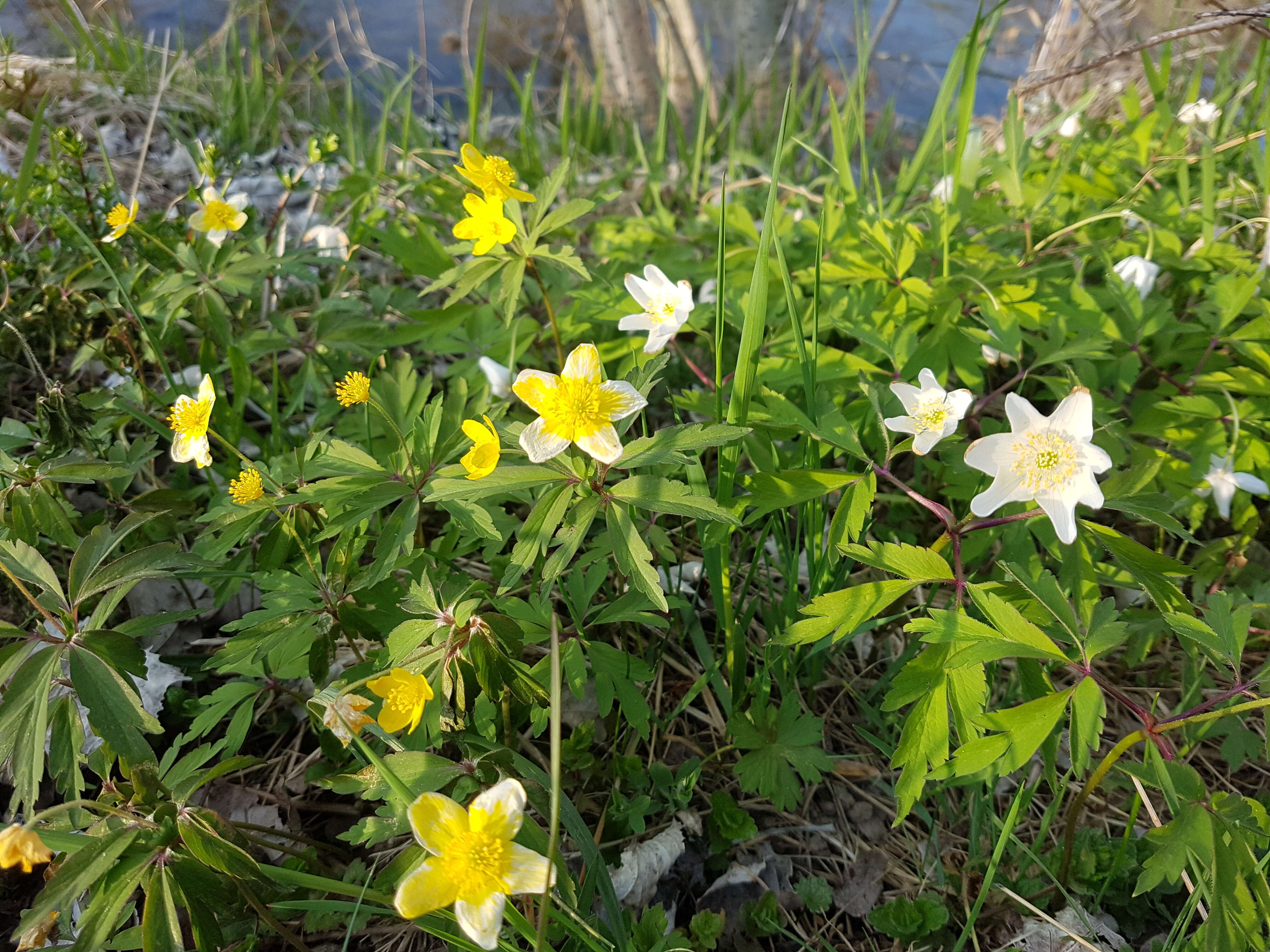 Imagem de Anemone nemorosa L.