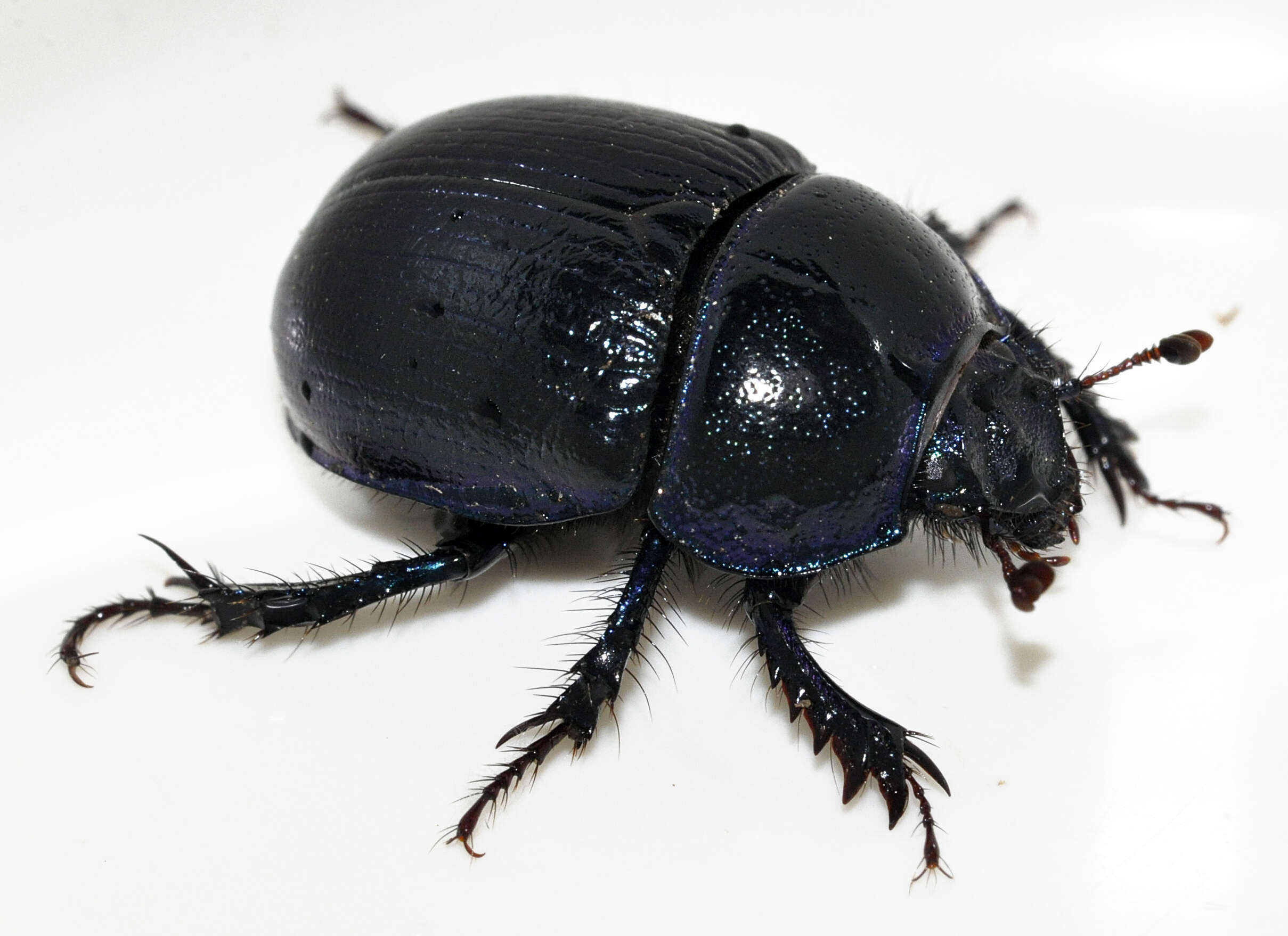 Слика од Anoplotrupes