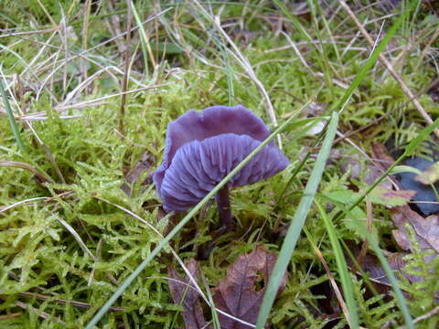 Image of Laccaria amethystina Cooke 1884