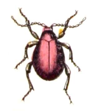 Image of Hump Beetle