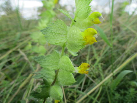 Image of European yellow rattle