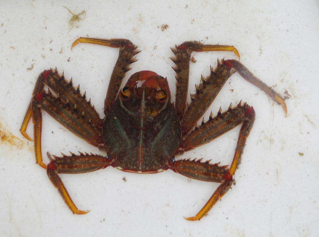 Image of flat rock crab