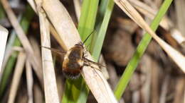 Image of Dotted bee-fly