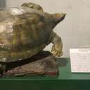 Image of Asian Giant Softshell Turtle