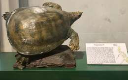 Image of Asian Giant Softshell Turtle