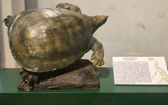Image of Asian or Bibron’s Giant soft-shelled Turtle
