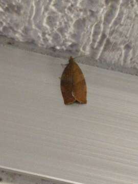 Image of Moth