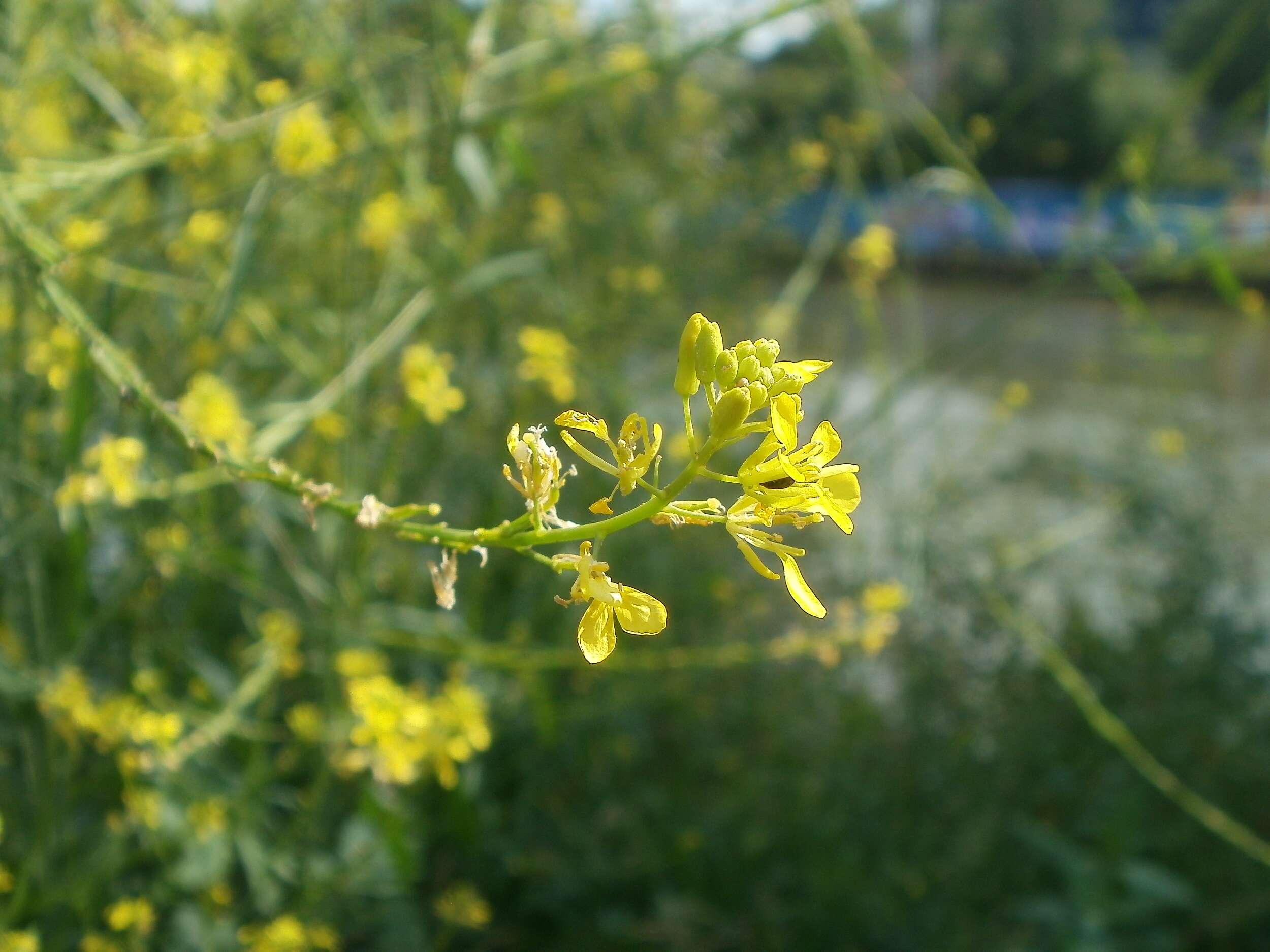 Image of black mustard