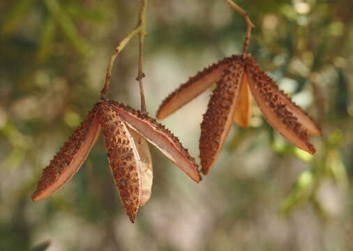 Image of Flindersia dissosperma (F. Müll.) Domin