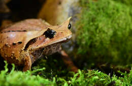 Image of Megophrys intermedia Smith 1921