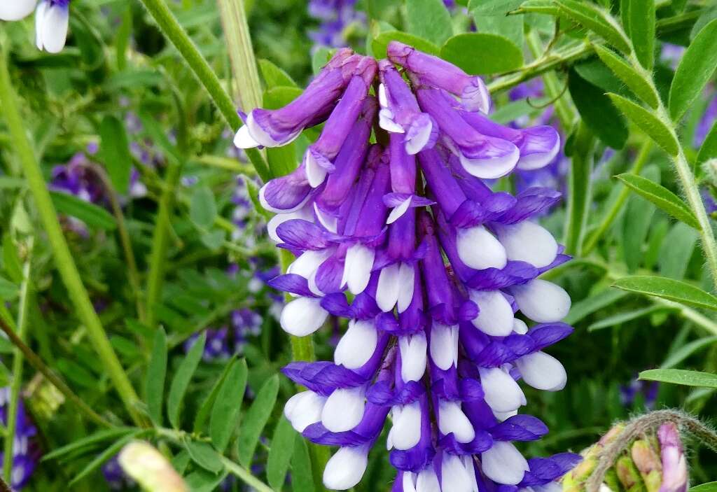 Image of bird vetch