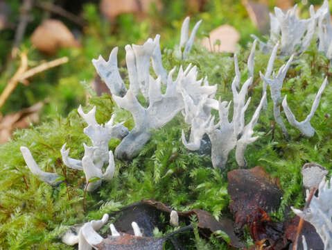 Image of Candle-snuff Fungus