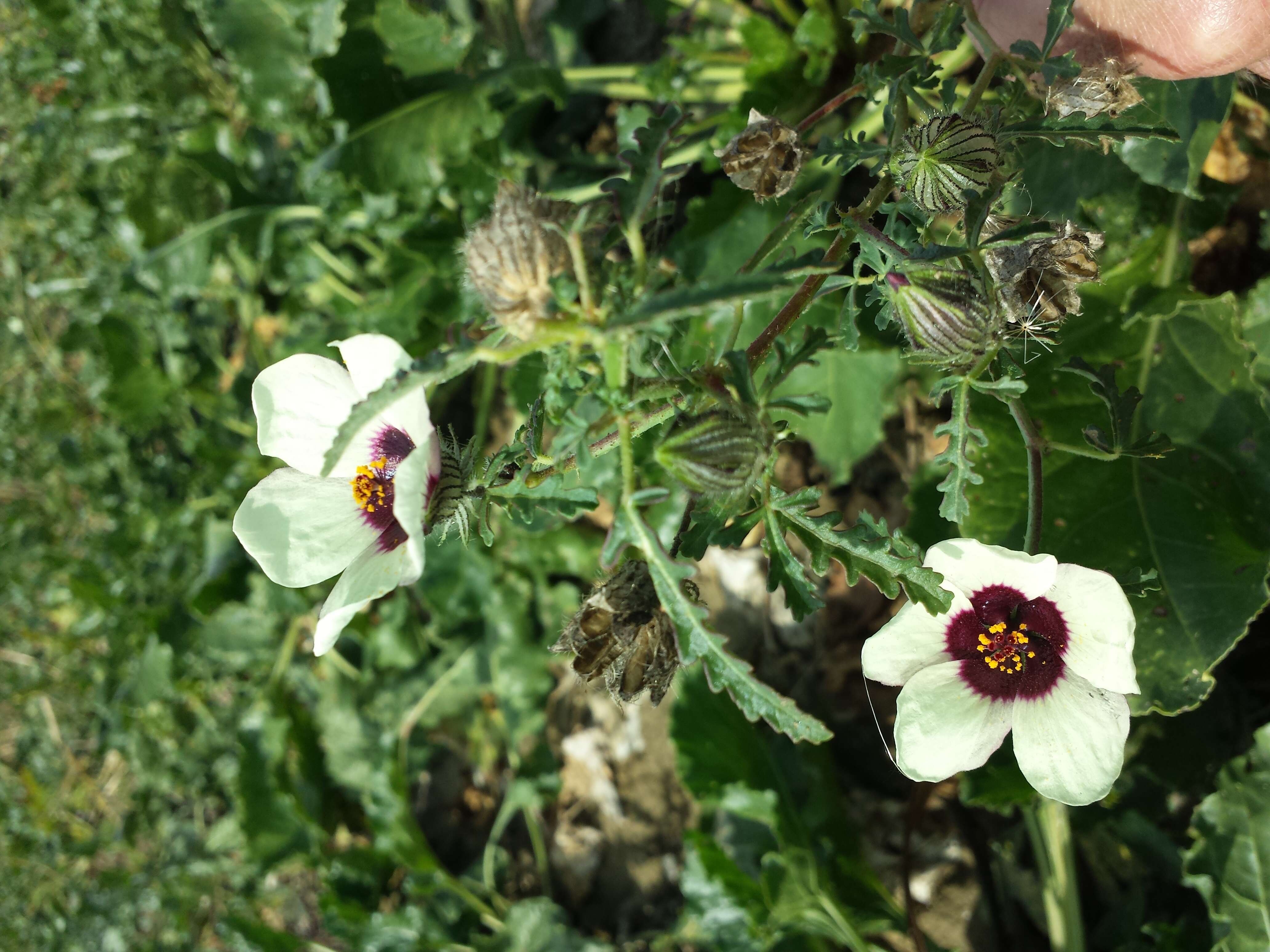 Image of flower of an hour