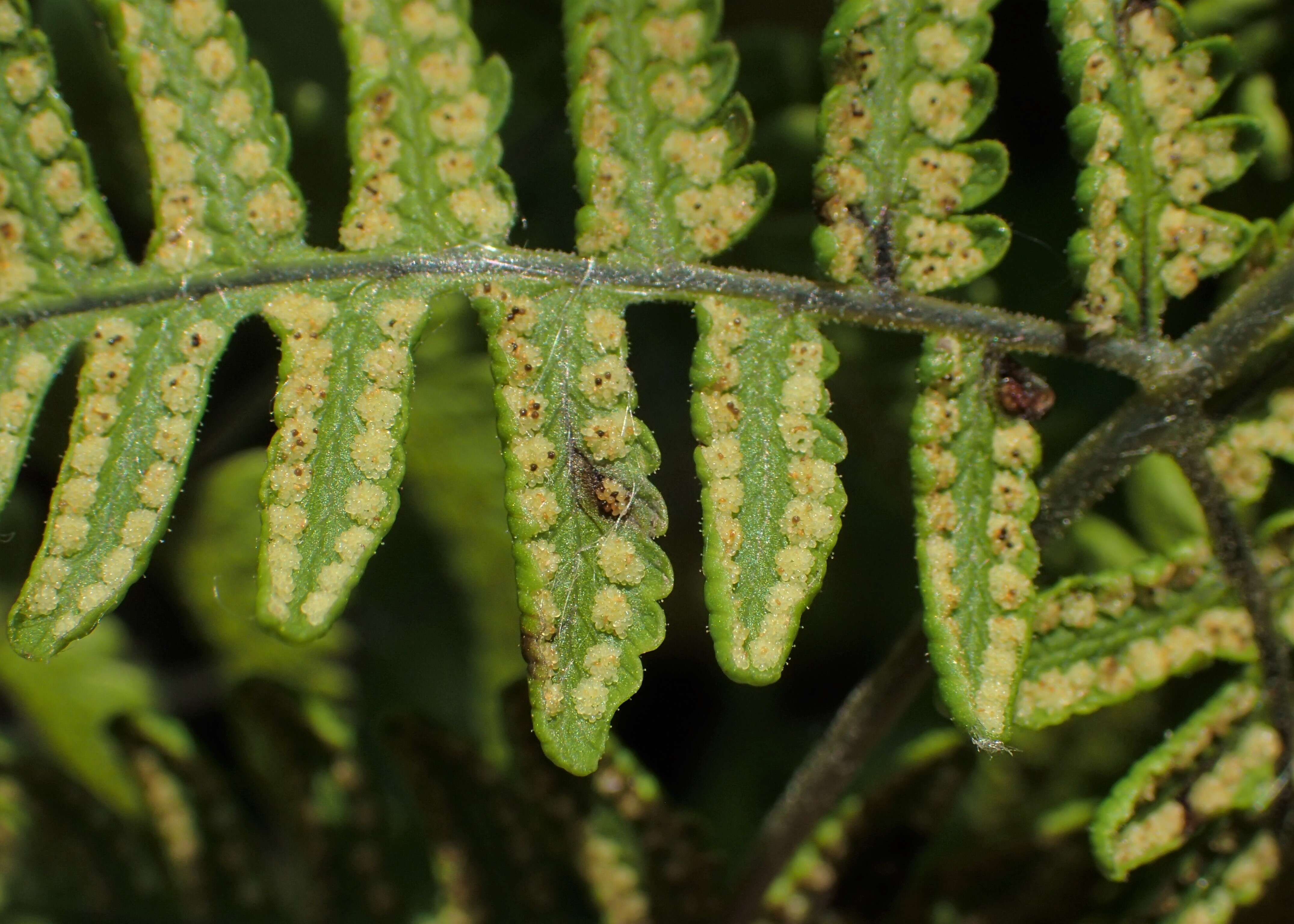 Image of scented oakfern