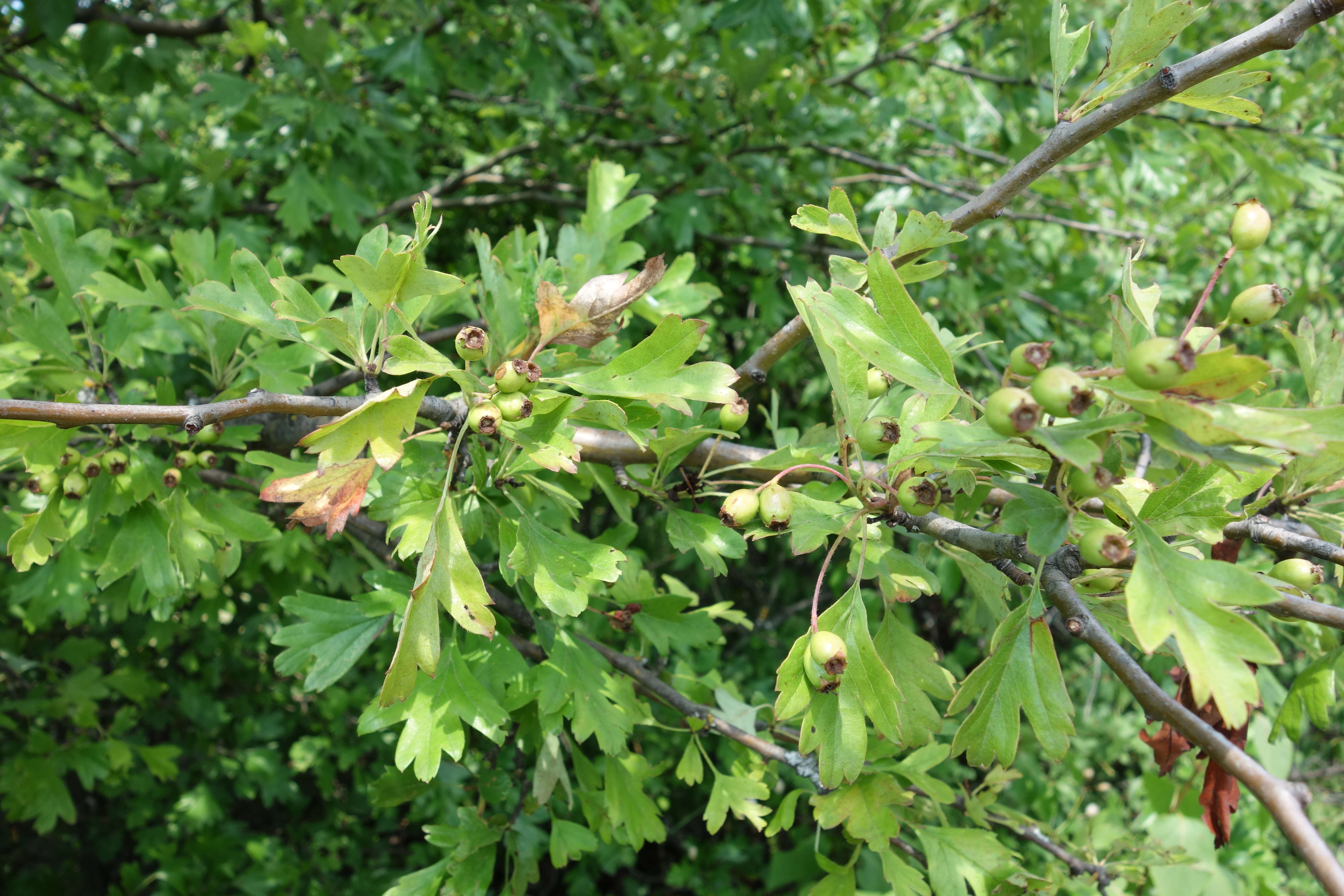 Image of Small-flowered Black Hawthorn