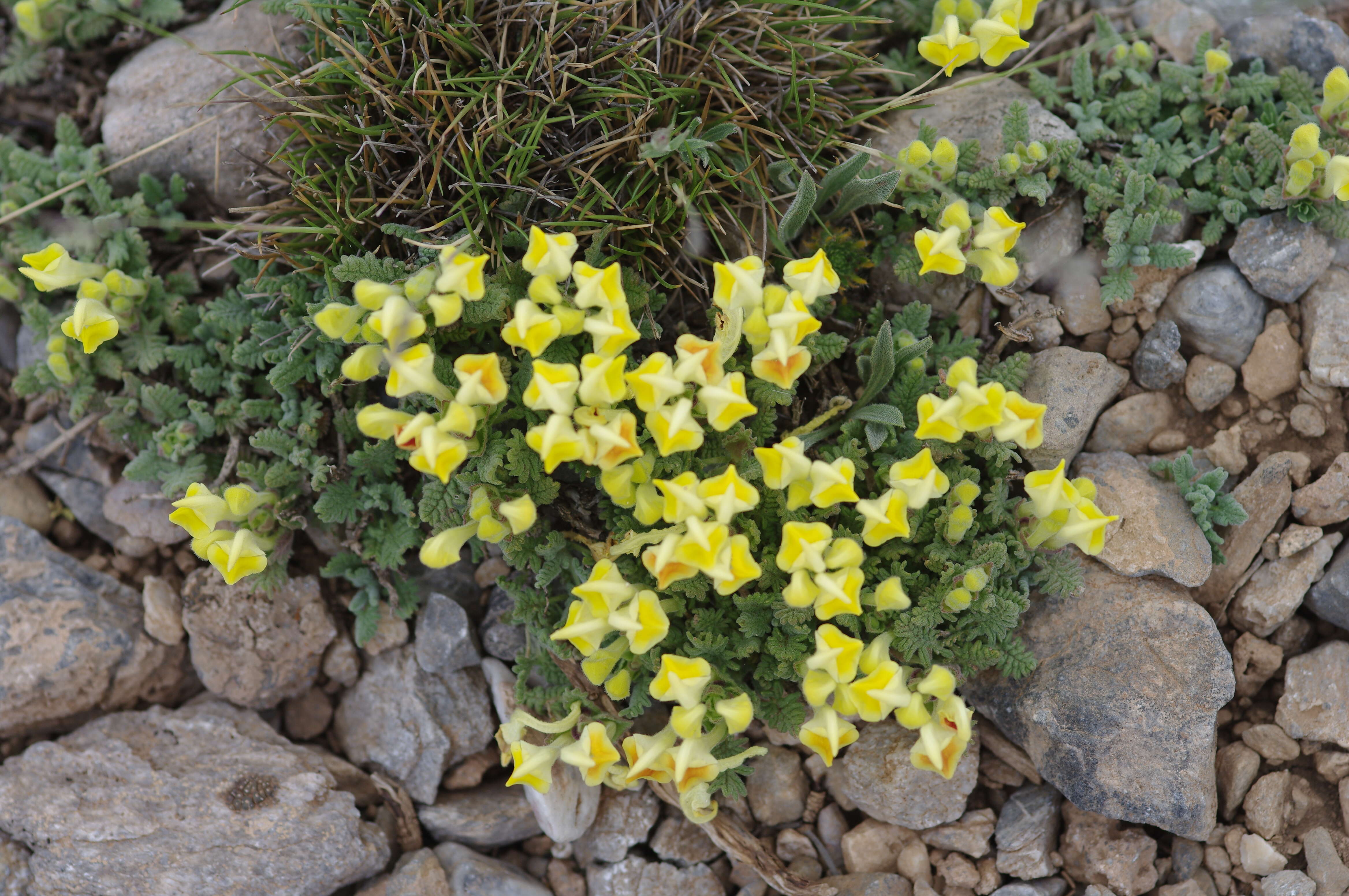 Image of Scutellaria orientalis L.