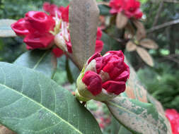 صورة Rhododendron facetum I. B. Balf. & Kingdon-Ward