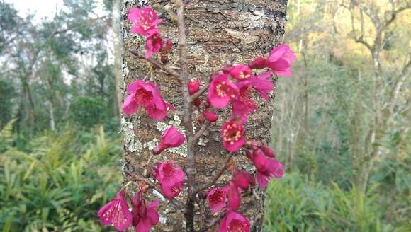 Imagem de Prunus campanulata Maxim.