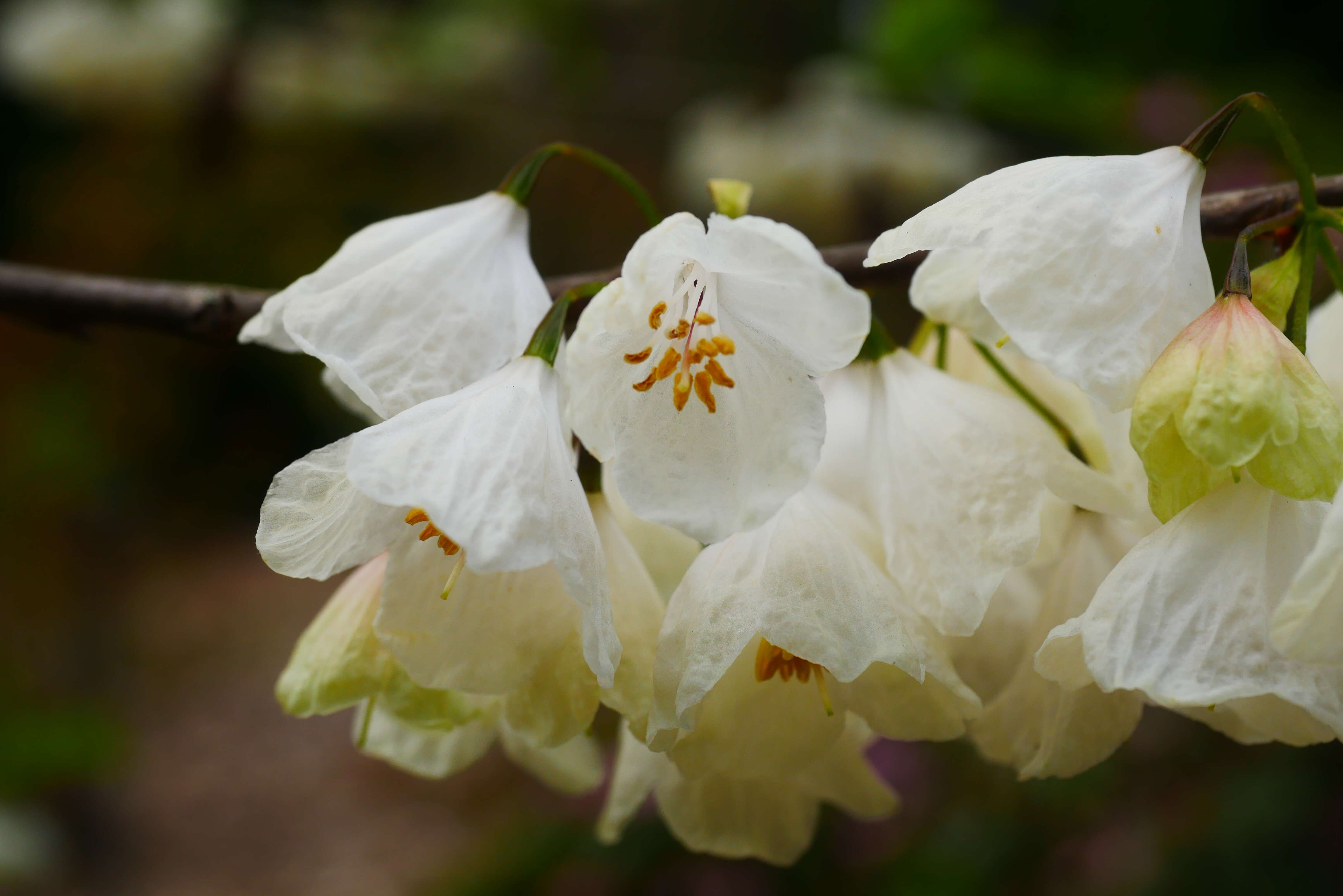 Image de Halesia carolina L.